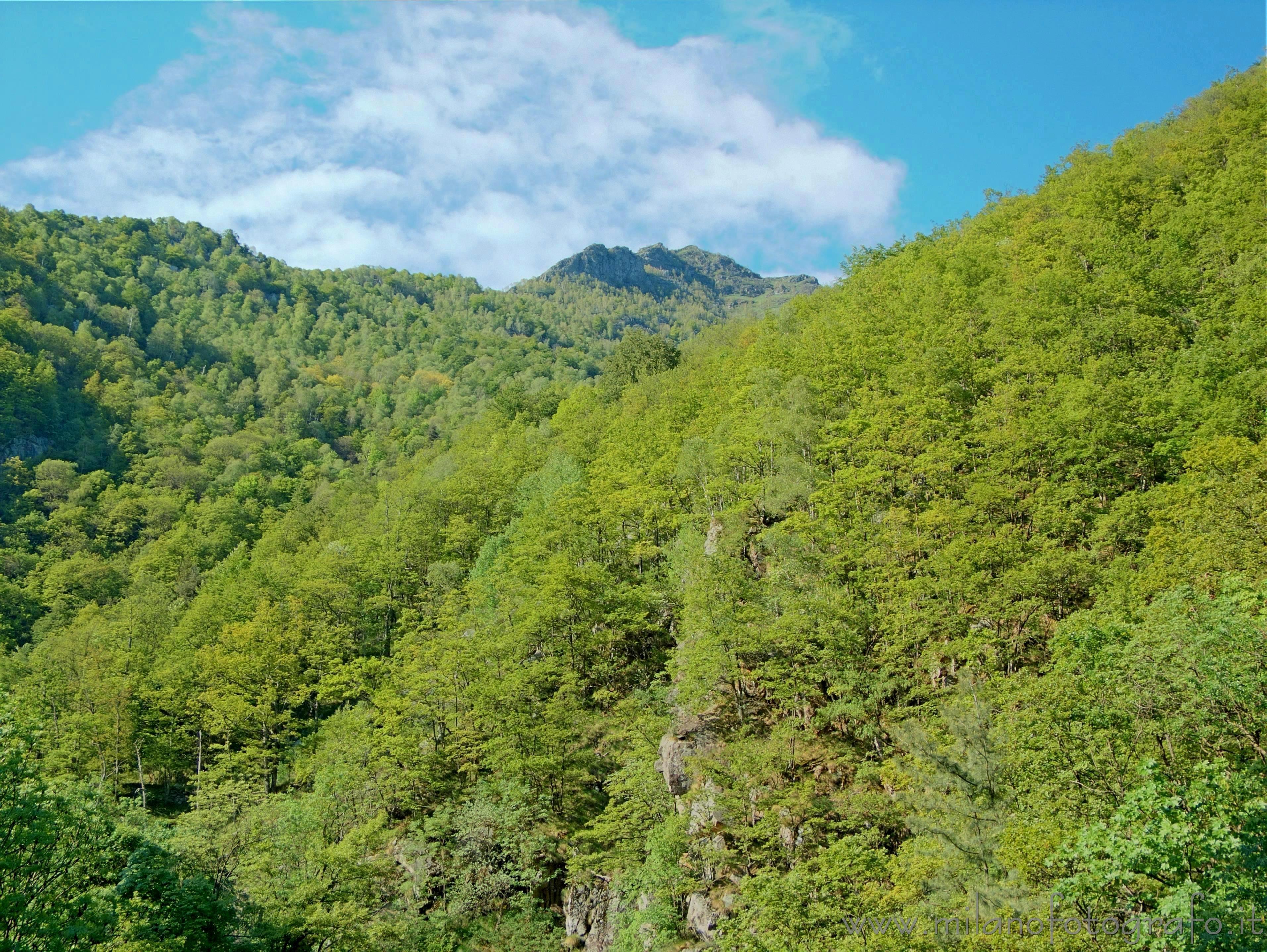 Campiglia Cervo (Biella, Italy) - Spring woods in the upper Cervo valley